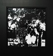 Vines